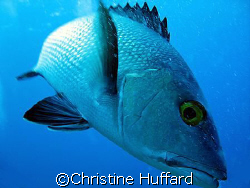 Snapper coming in for a look by Christine Huffard 